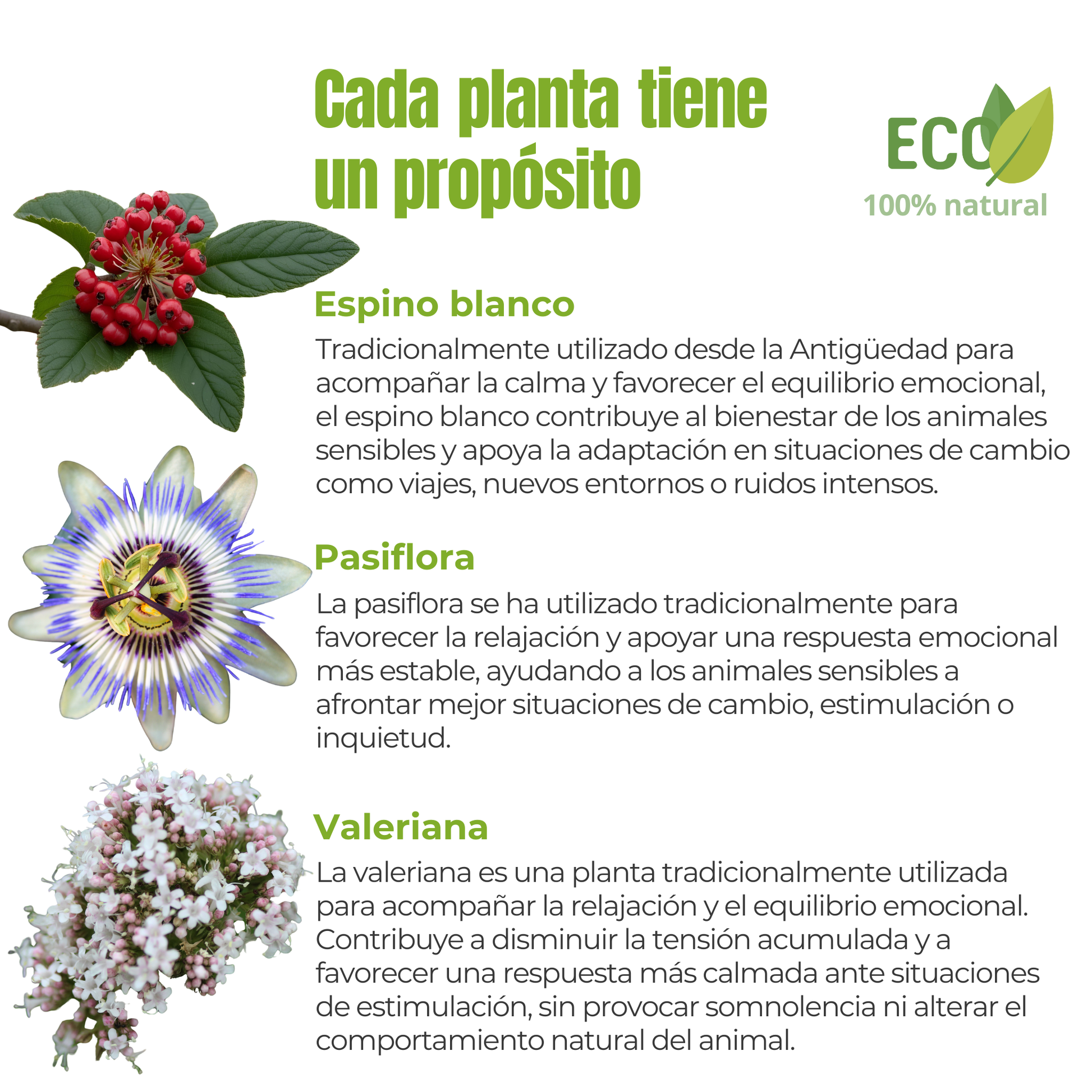 Suplemento natural para el bienestar emocional de perros y gatos – ECO 100 g_2