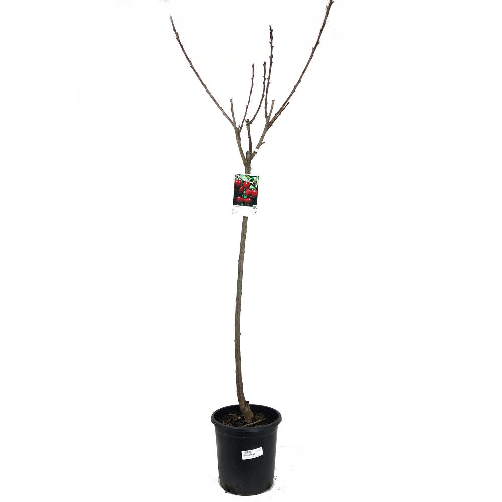 Cerezo Lapins M25 120-150cm (autofértil)_2