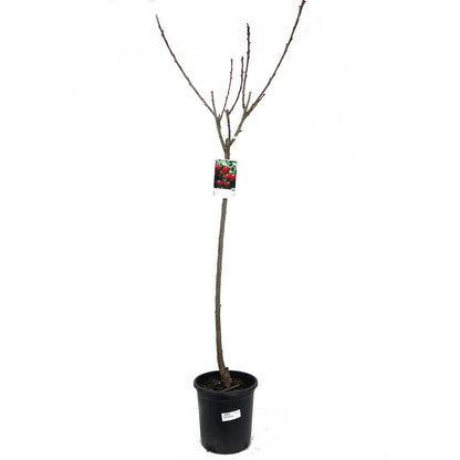 Cerezo Lapins M25 120-150cm (autofértil)_2