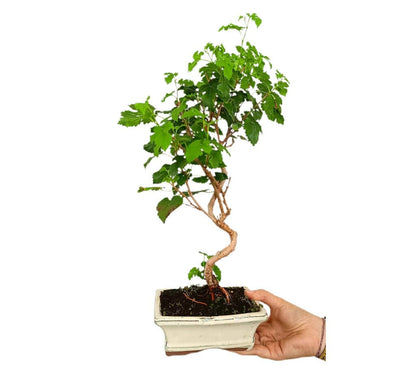 Bonsái Morus 9 Años (morera)