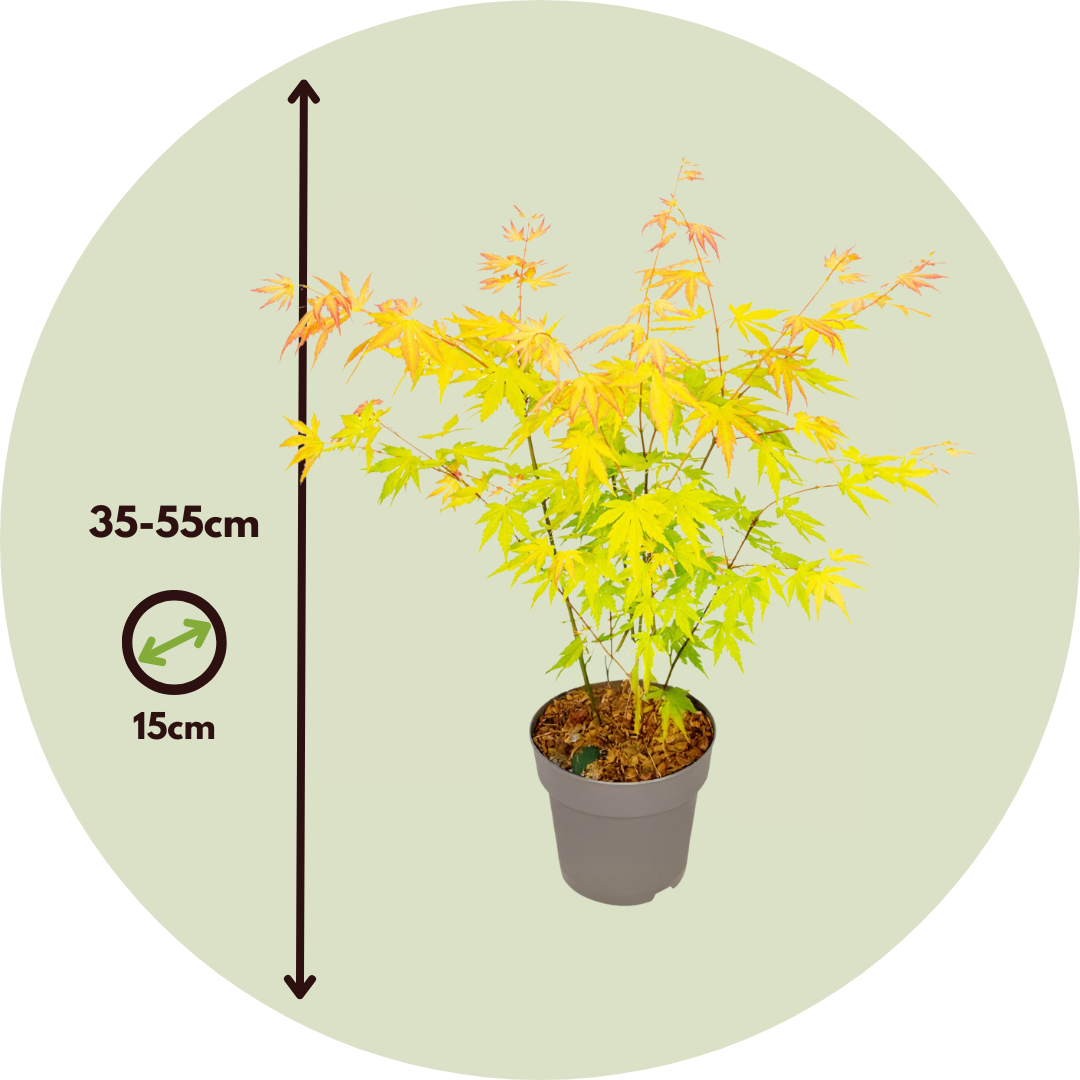 Arce Japonés - 2 Piezas - Acer Palm. 'orange Dream' - Altura 35-55cm - ⌀15cm_2