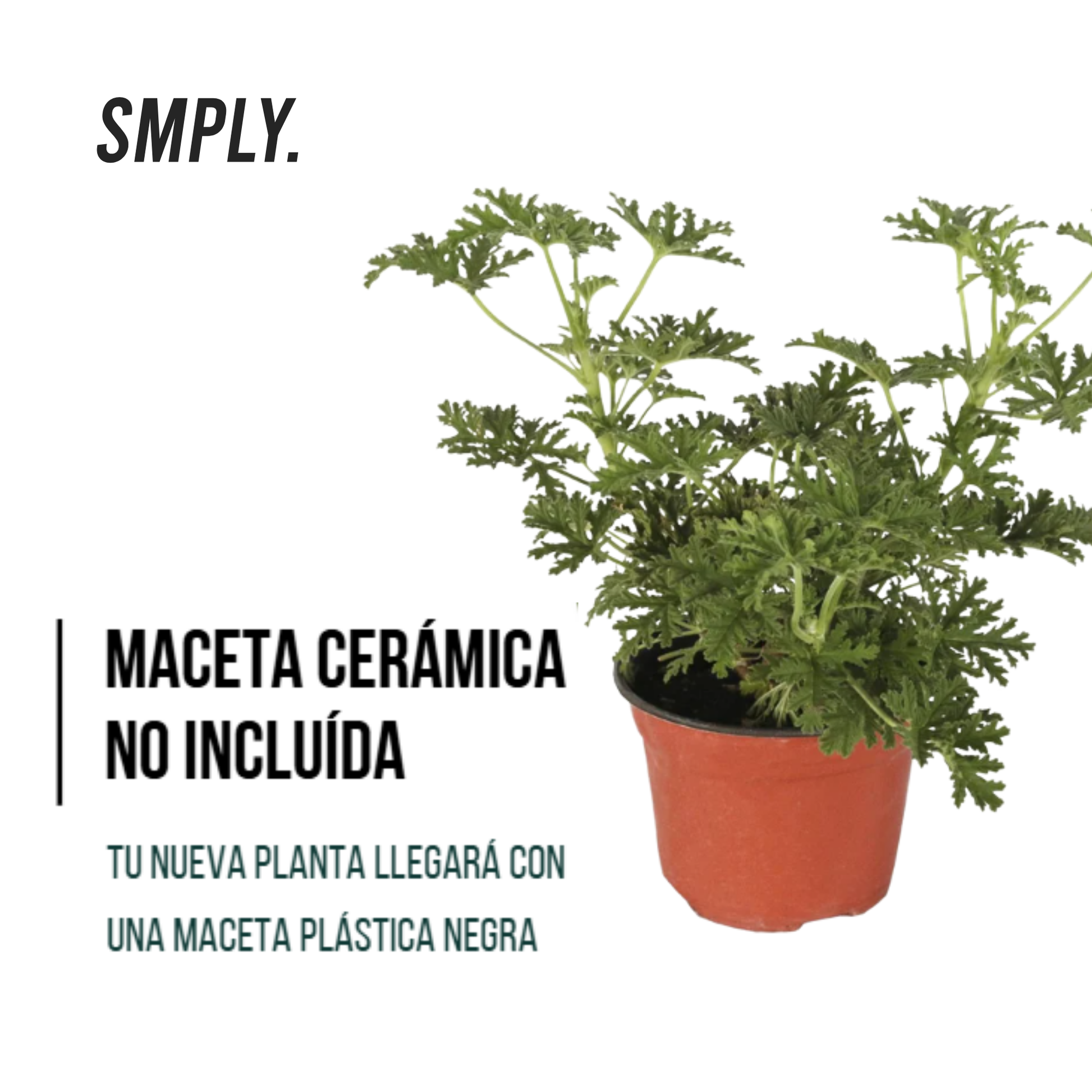 Pack de 6 x Plantas Geranio Limón Maceta De Ø 15 - Repele Los Mosquitos - Planta Citronela_4