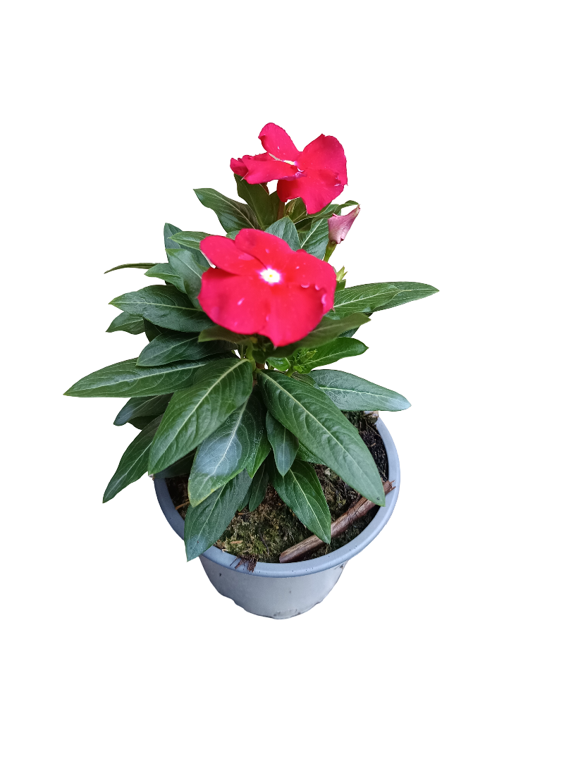 Vinca Flor Surtida Ø12 Planta De Exterior E Interior_3
