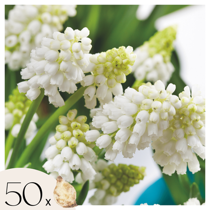 Jacintos De Uva - 50 Pzs - Muscari 'white Magic' - Bulbos De Flores - Blanco