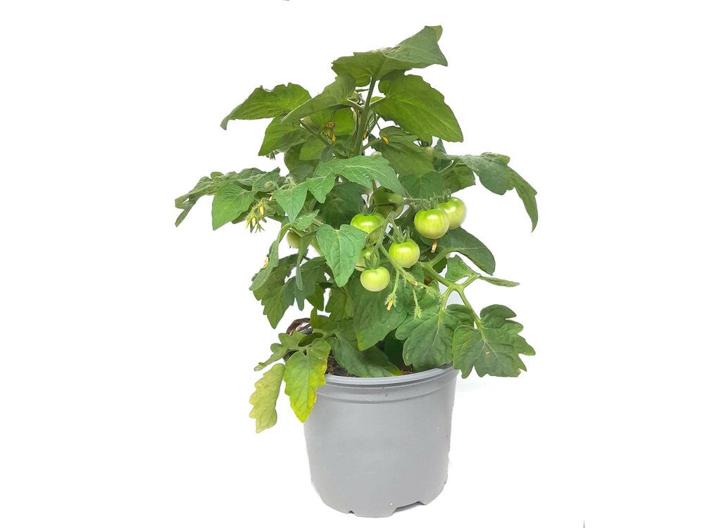 Tomate Cherry M14_0