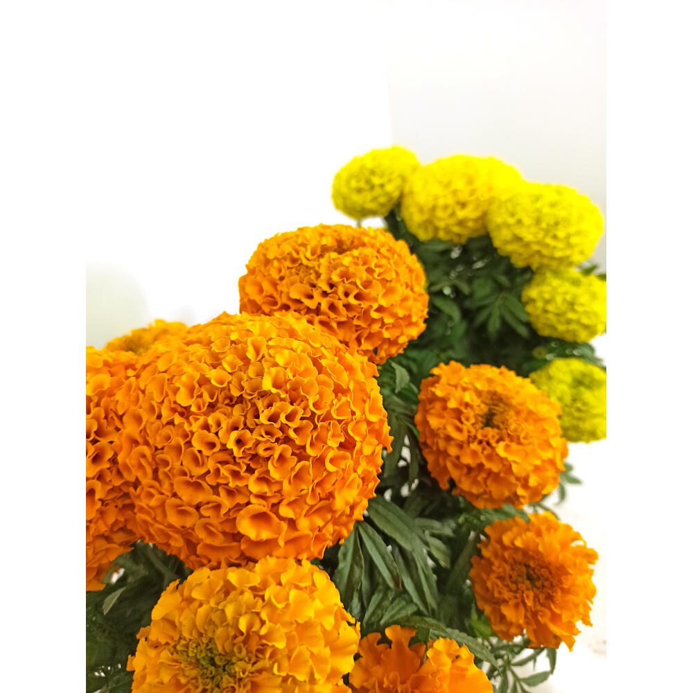 Tagete Erecta M13_1
