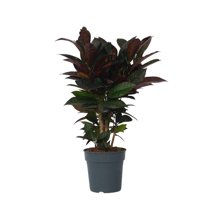 Croton - Codiaeum Variegatum 'mrs. Iceton' - Altura 60-70cm - ⌀19cm