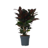 Croton - Codiaeum Variegatum 'mrs. Iceton' - Altura 60-70cm - ⌀19cm