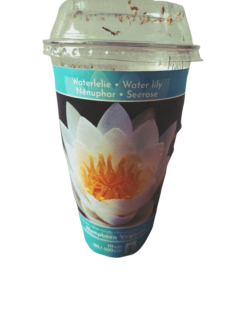 Nenufar Variedad Virginalis Planta Acuatica Rizoma Para Plantar_0