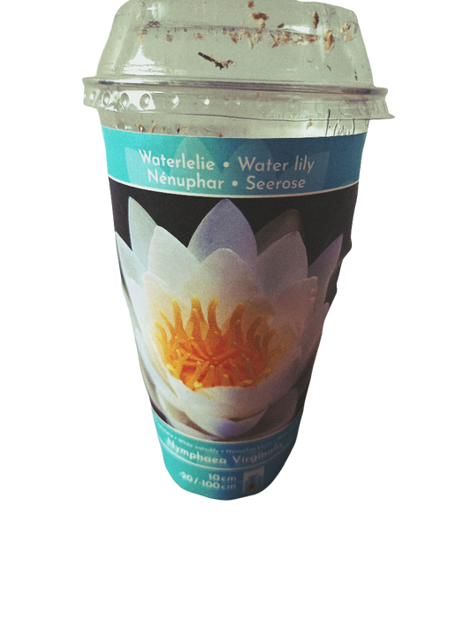 Nenufar Variedad Virginalis Planta Acuatica Rizoma Para Plantar_0