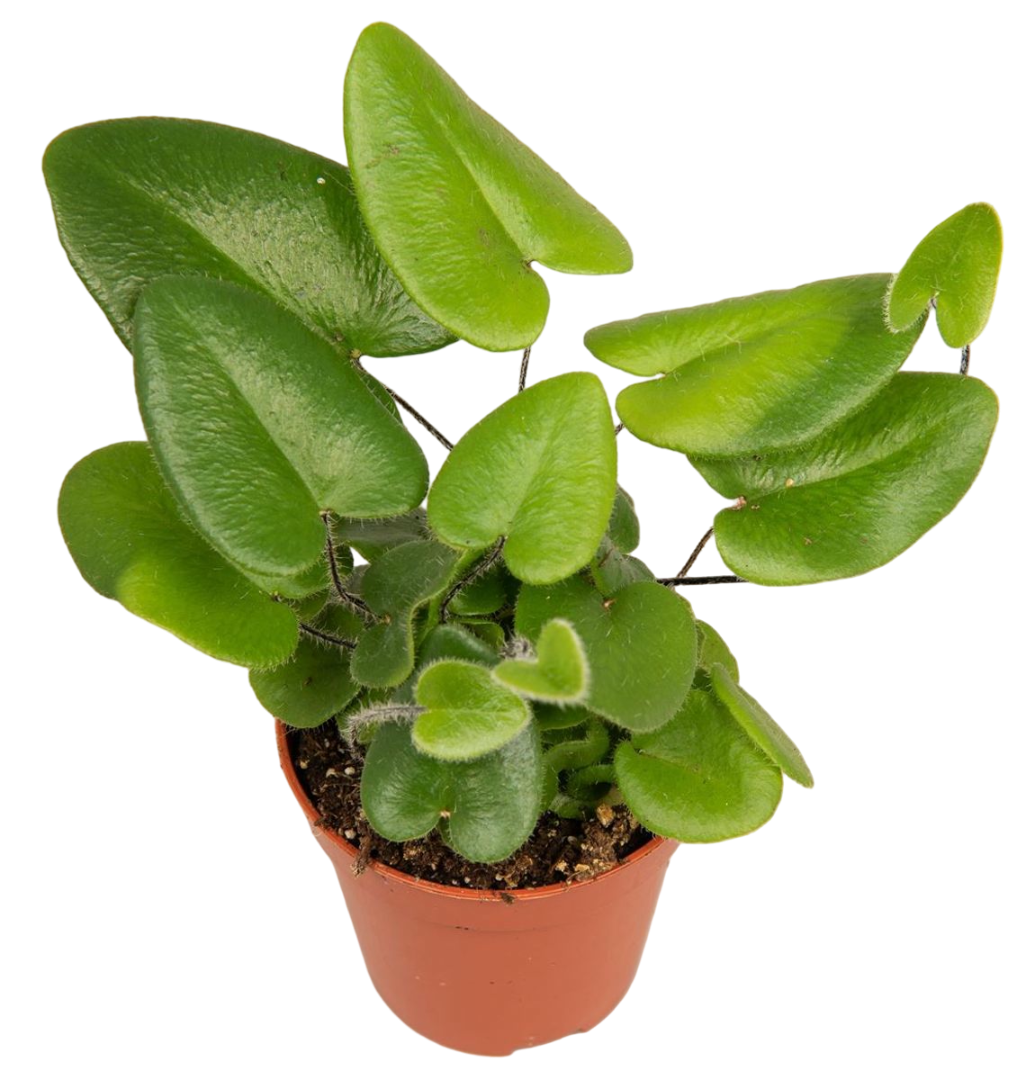 Planta Natural Hemionitis Arifolia 1 Ud Ø 5.5 Alt. 10_0
