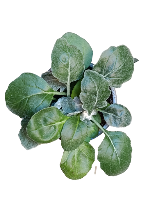 Jacobaea Maritima Senecio Cineraria Planta De Exterior Ø9_0