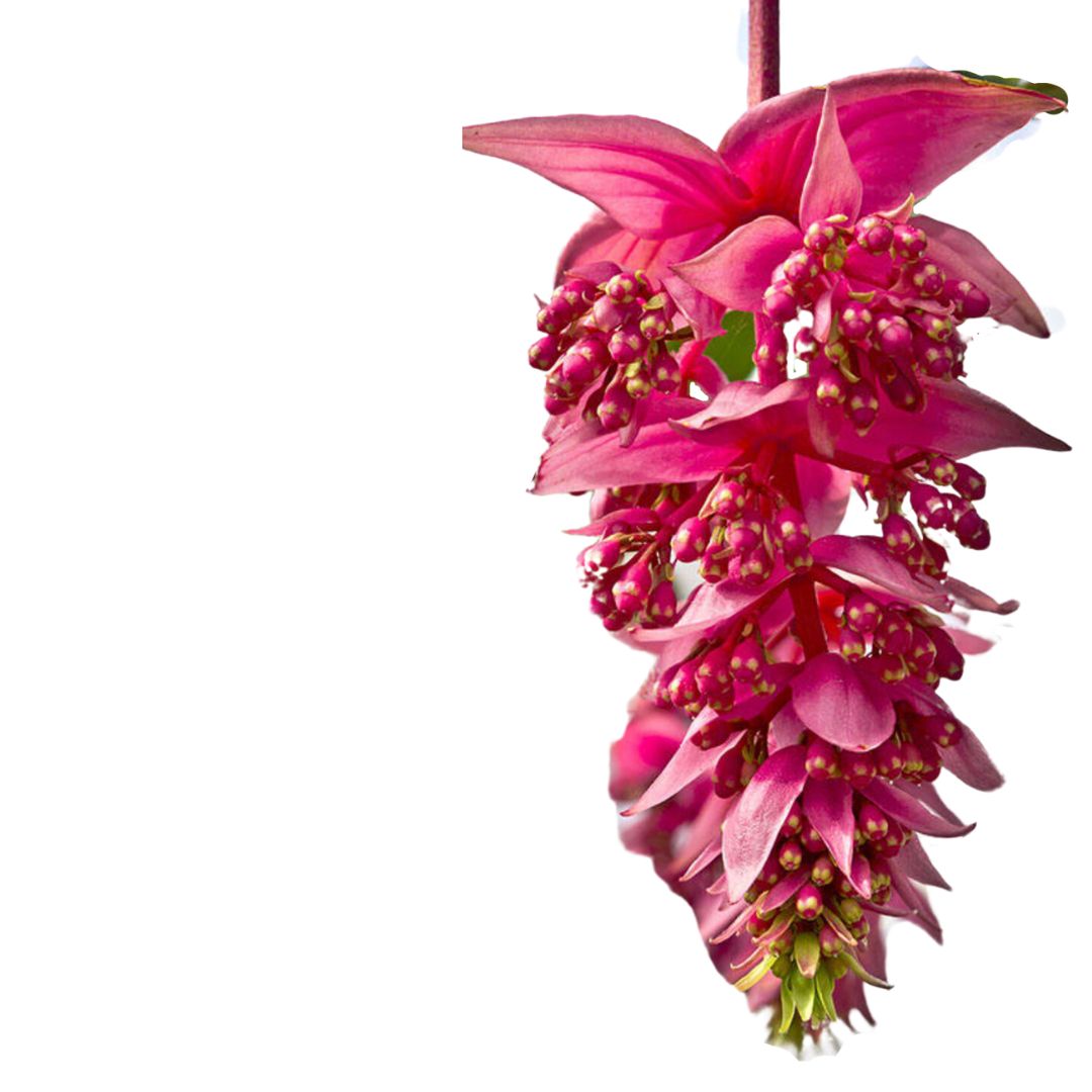 Medinilla Magnífica, La Planta De Interior Con La Floración Más Espectacular Que Vas A Poder Encontrar_0
