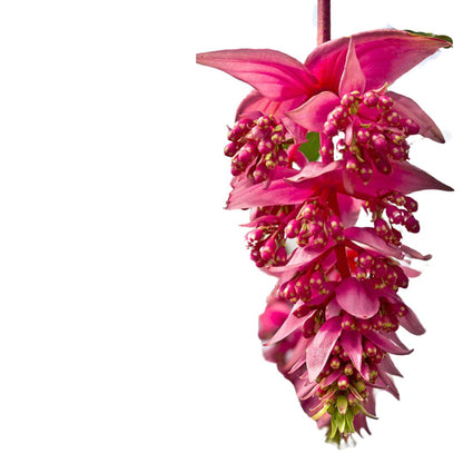 Medinilla Magnífica, La Planta De Interior Con La Floración Más Espectacular Que Vas A Poder Encontrar_0
