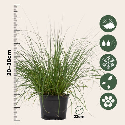 Pluma De Zorro Hameln - Pennisetum Alopecuroides 'hameln' - A20-30cm - ⌀23cm