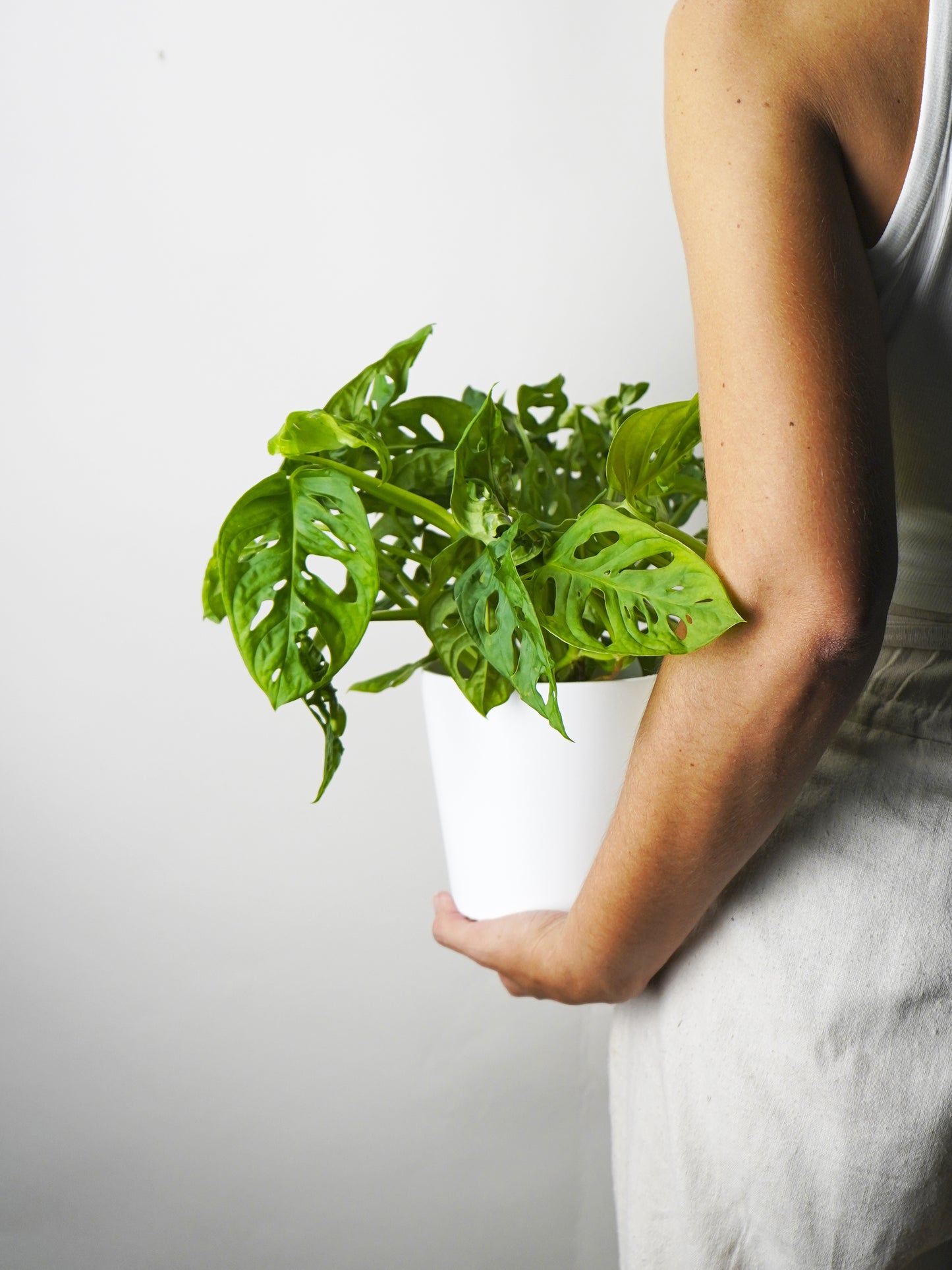 Monstera Adansonii | Altura 35cm - Diámetro 12cm