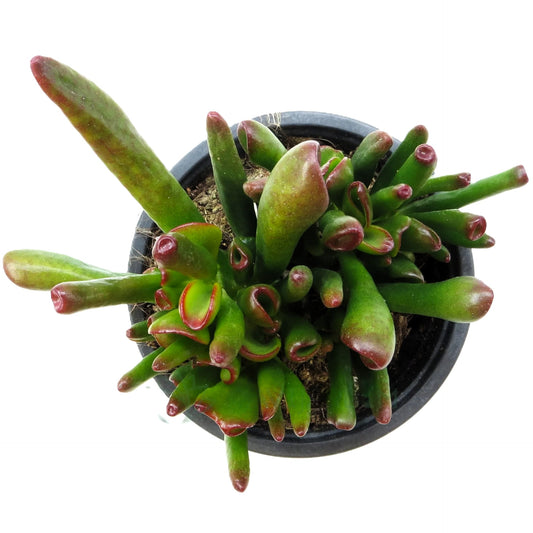 Crassula Ovata 'horn Tree'; Planta Suculenta Verde; Curiosarium; Maceta 10,5 Cm_0
