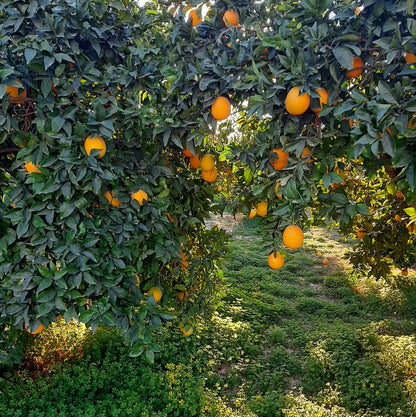 Naranja Zumo 20kg. ecológico_1