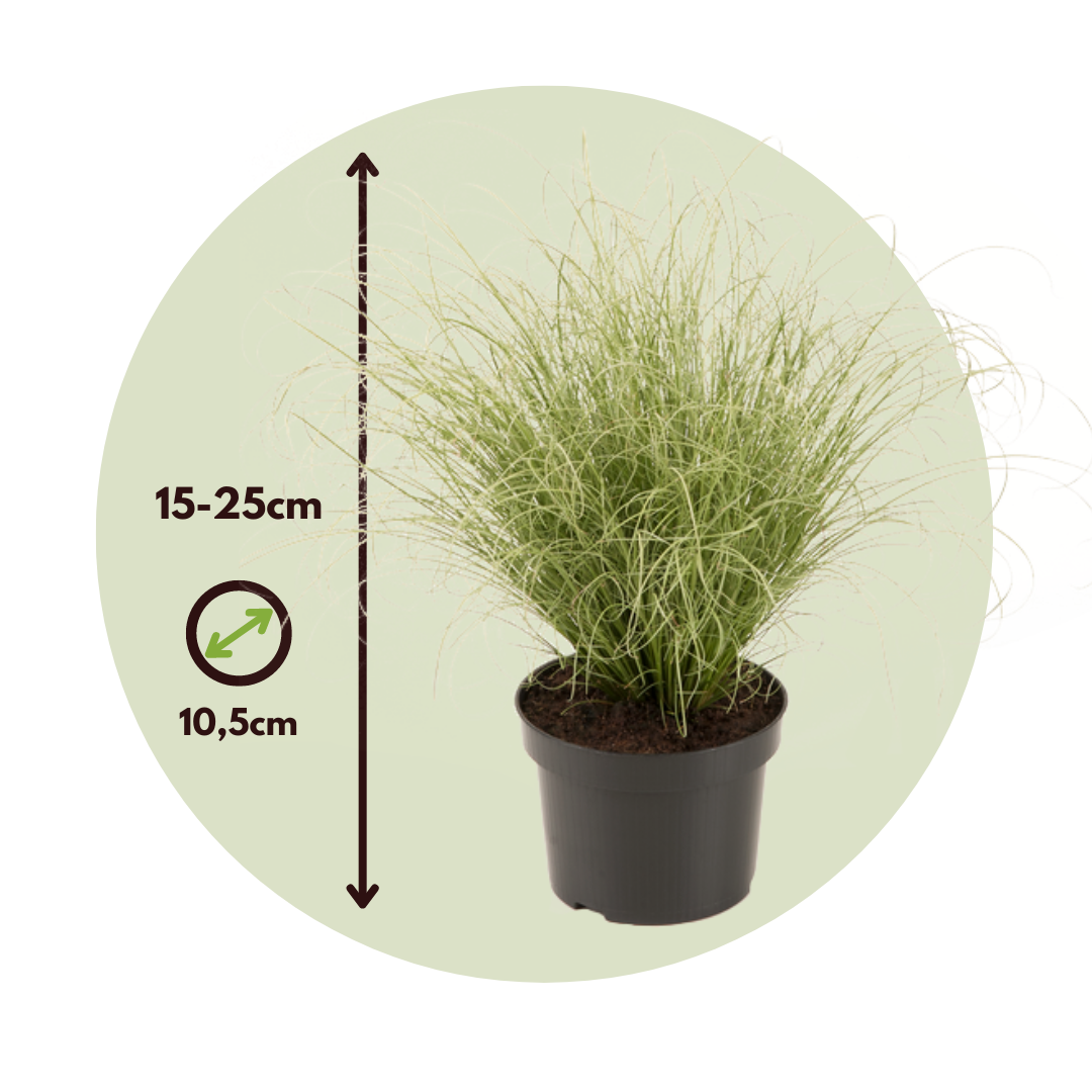 Carex Niebla Amazónica - 6 Pzs - Carex 'amazon Mist' - Altura 15-25cm - ⌀105cm_2