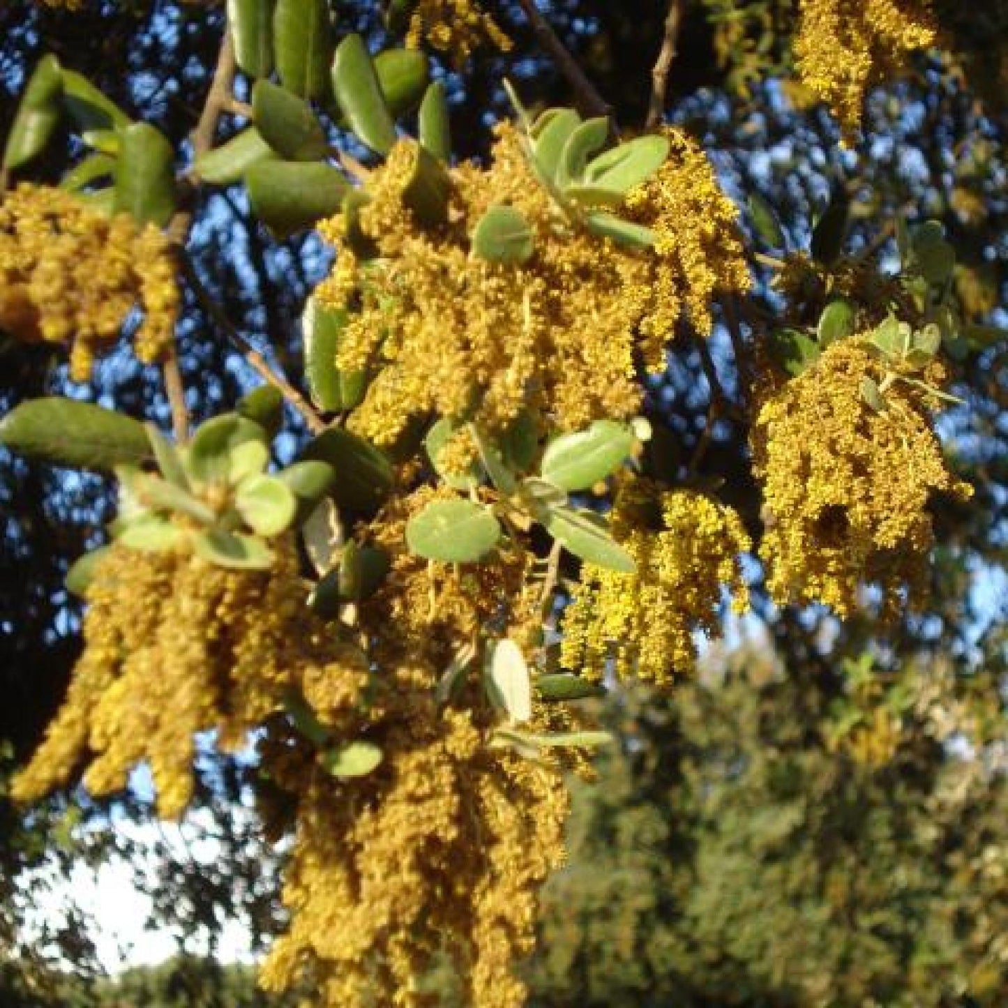 Miel de Montaña Ecológica, Bona Mel 900 g