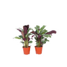 Planta De Oración - 2 Pzs - Ctenanthe 'burle-marxii' - Altura 25-40cm - ⌀12cm