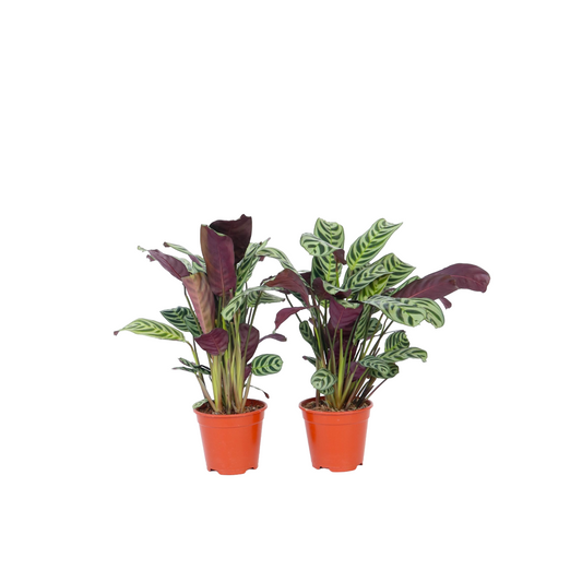 Planta De Oración - 4 Pzs - Ctenanthe 'burle-marxii' - Altura 25-40cm - ⌀12cm_0