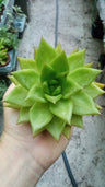 Echeveria Miranda Planta Suculenta 8 Cms