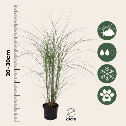 Eulalia - 2 Pzs - Miscanthus 'kleine Silberspinne' - Altura 20-30cm - ⌀23cm