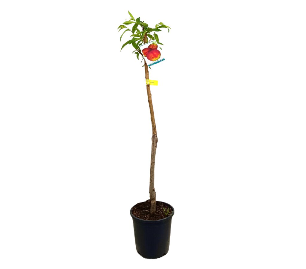 Nectarina M25 120-150cm_0
