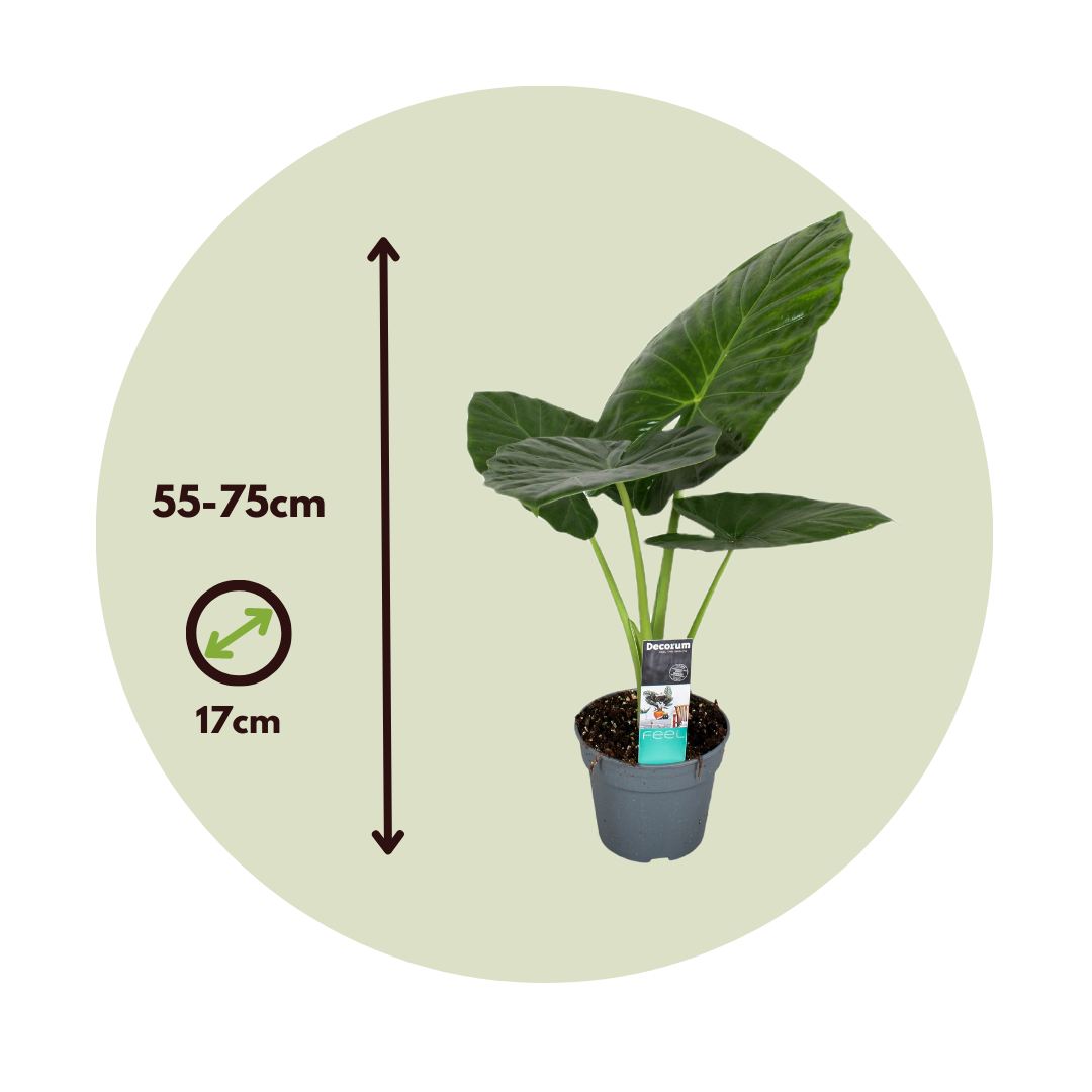 Oreja De Elefante - 2 Pzs - Alocasia 'odora' - Altura 55-75cm - ⌀17cm_2