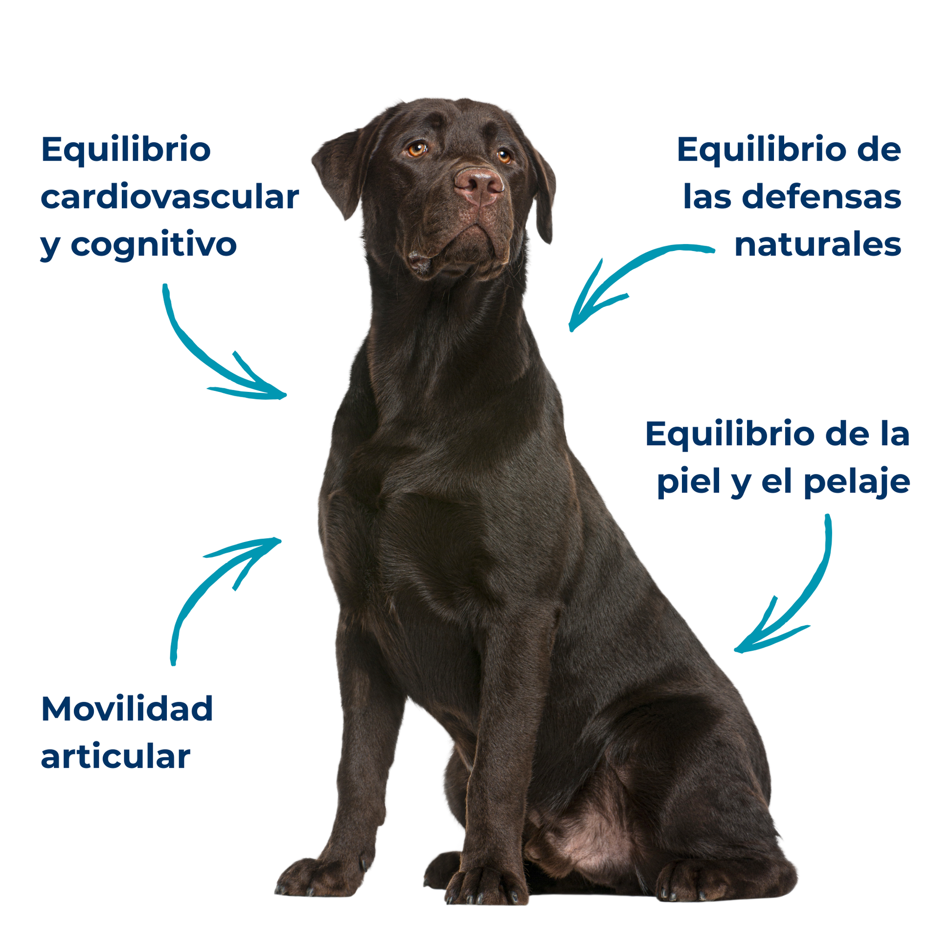 Aceite natural rico en Omega-3 para la piel y el pelaje de perros y gatos – Sardina y anchoa – 200 ml_3