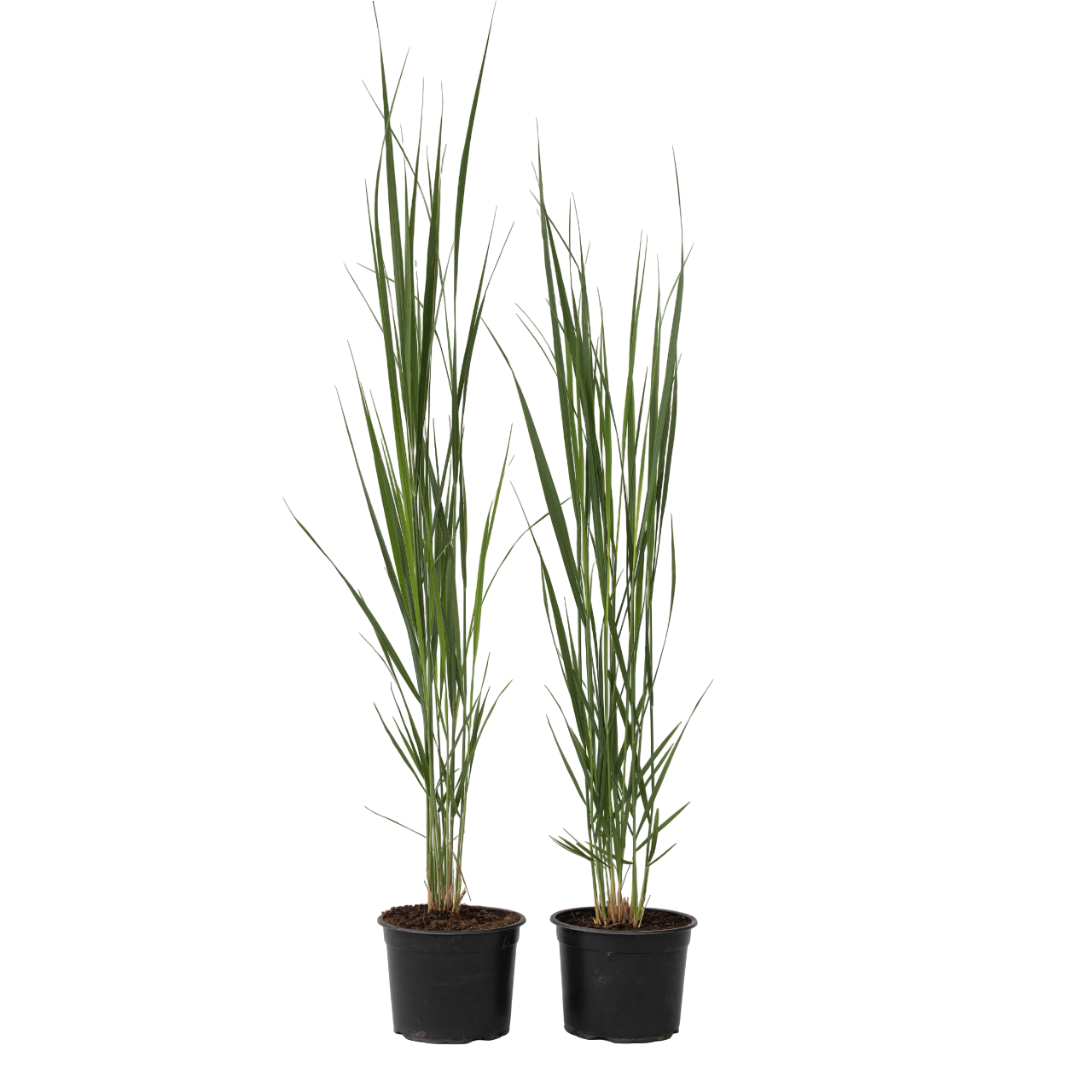 Panicum De Viento Del Norte - 2 Pzs - Panicum 'northwind' - A40-60cm - ⌀23cm