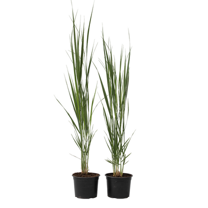 Panicum De Viento Del Norte - 2 Pzs - Panicum 'northwind' - A40-60cm - ⌀23cm_0