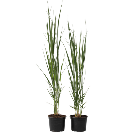 Panicum De Viento Del Norte - 2 Pzs - Panicum 'northwind' - A40-60cm - ⌀23cm_0