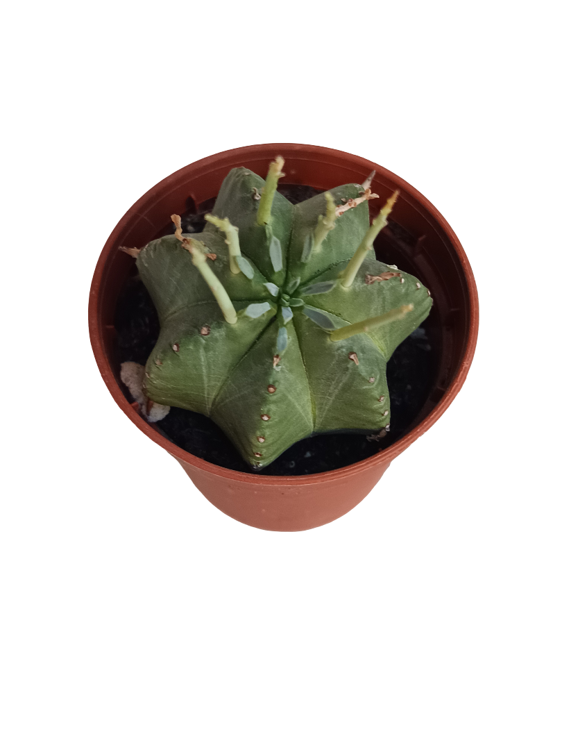 Euphorbia Pulvinata Planta Suculenta Ø5