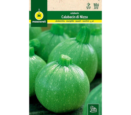 Semillas Calabacin Di Nizza