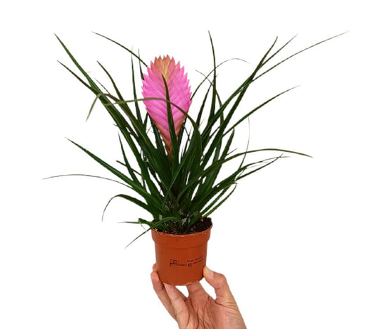 Tillandsia Anita M9
