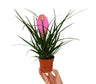 Tillandsia Anita M9