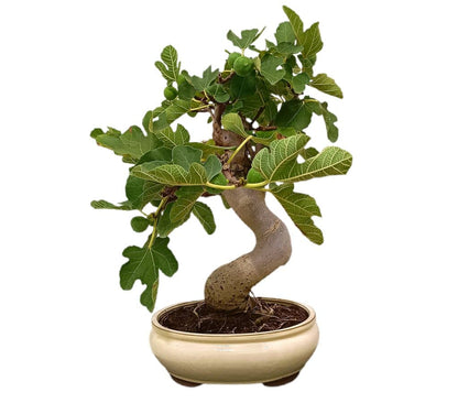 Bonsái Ficus Carica 19 Años (higuera) 118456_1