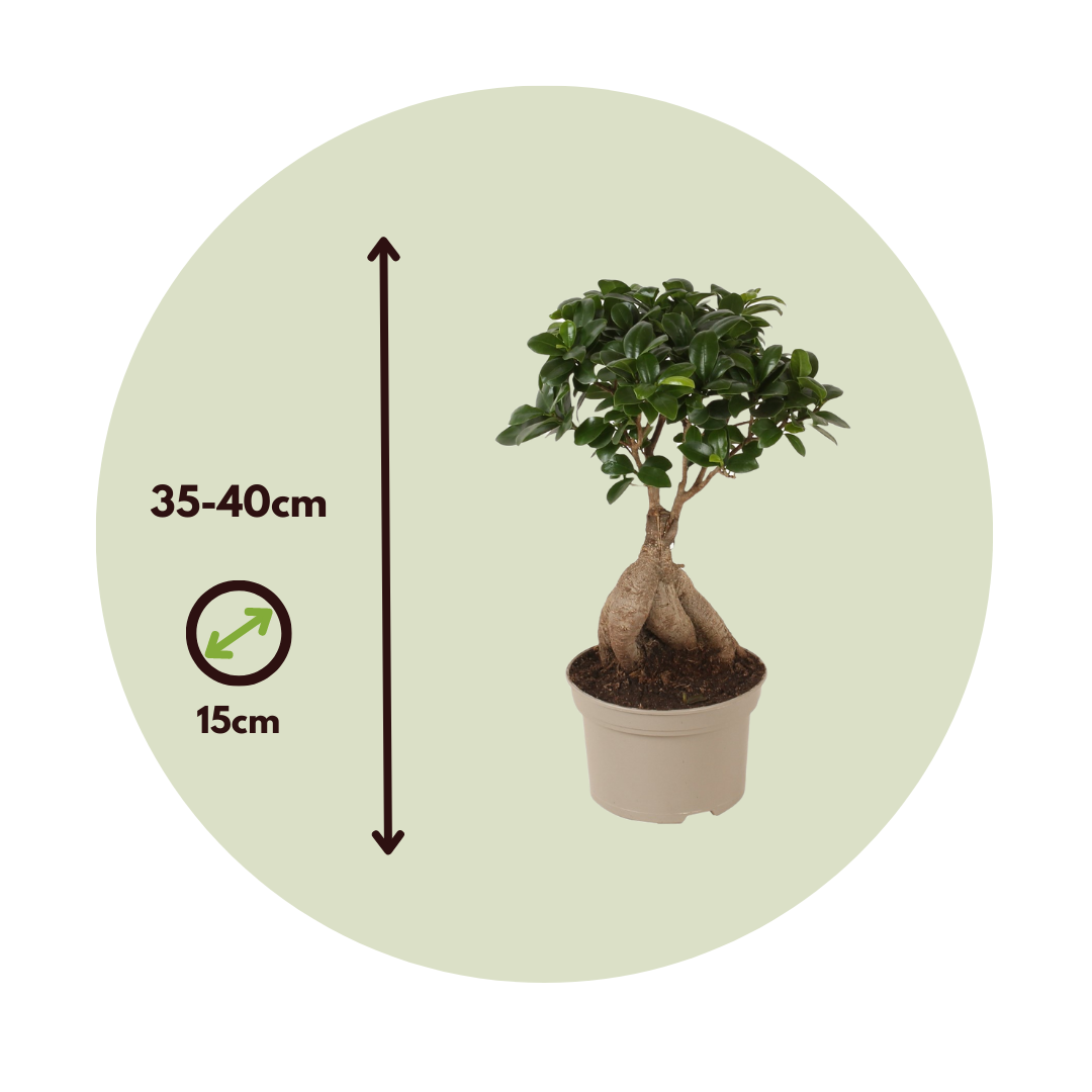 Laurel De Indias - 4 Pzs - Ficus Microcarpa - Altura 35-40cm - ⌀15cm_2