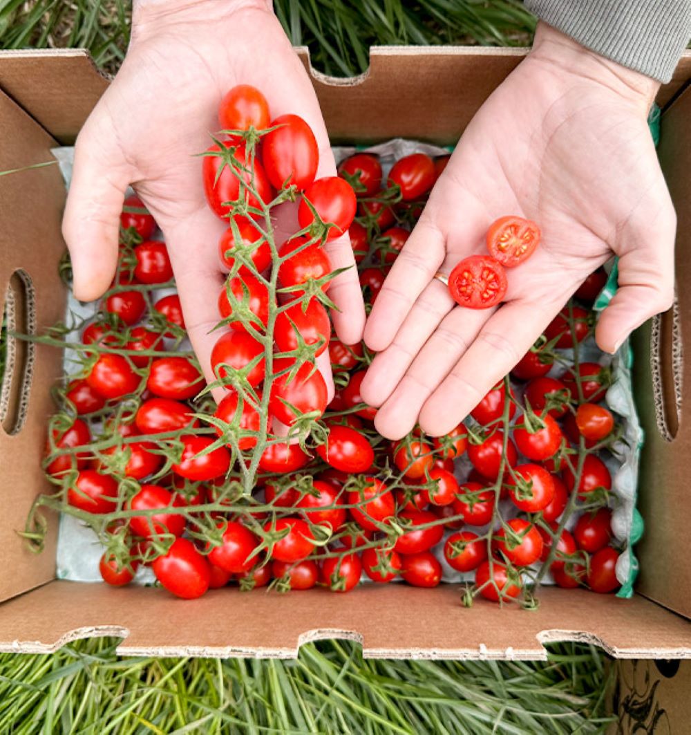 Caja De Tomates Cherry En Rama Tropitop Caja De 2kg_3
