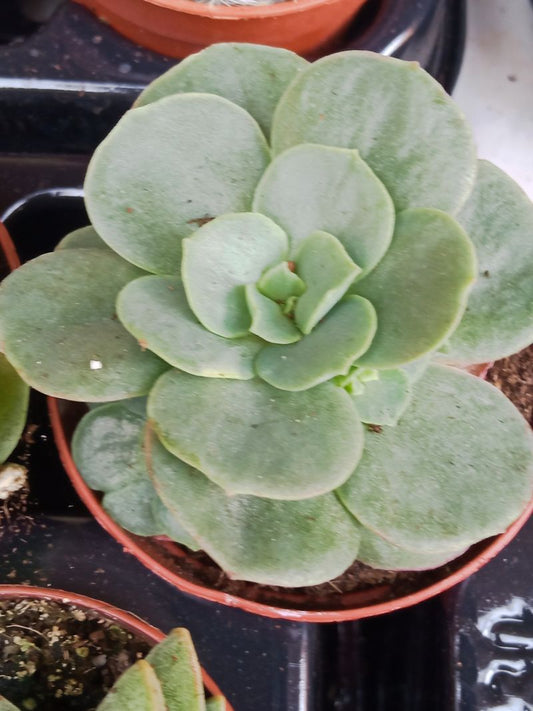 Plantas Suculentas Y Cactus A Elegir Ø5 Cm #ref30