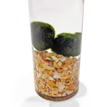 Marimo_1
