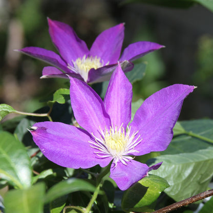 Clemátide - 3 Pzs - Clematis 'the President' - Altura 25-40cm - ⌀9cm