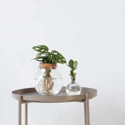 Mezcla De Plantas En Vidrio - 2 Piezas - Clusia Monstera - Alt. 15-35cm - ⌀20cm