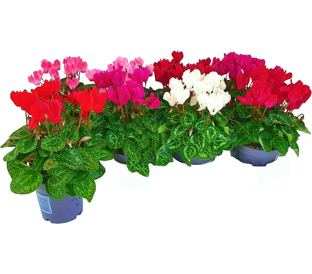 Cyclamen M10_0
