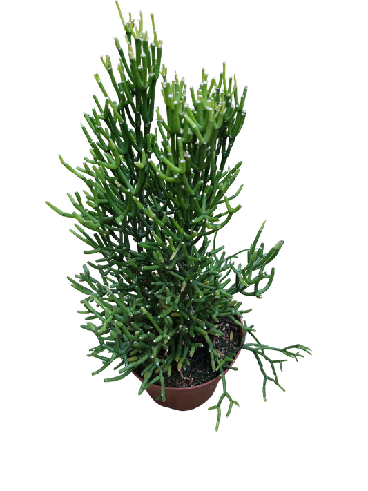 Hatiora Sarcoloides Grande Planta Suculenta 12 Cms_0