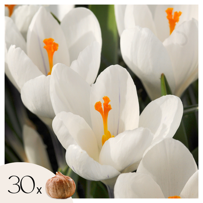 Crocus Caeruleus - 30 Pzs - Crocus 'white' - Bulbos De Flores - Blanco
