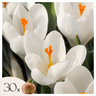 Crocus Caeruleus - 30 Pzs - Crocus 'white' - Bulbos De Flores - Blanco