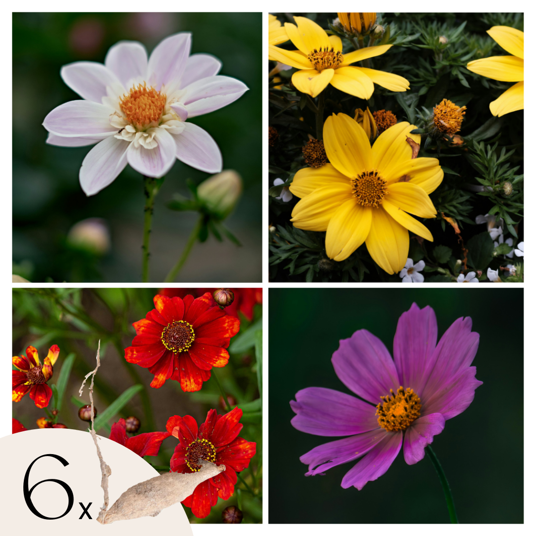 Tubérculos De Dalia - 6 Pzs - Dahlia 'topmix'_0